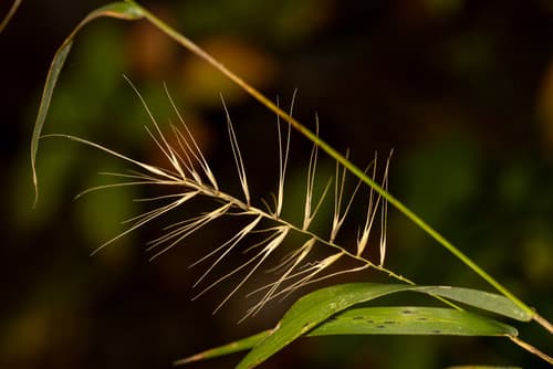 Bottlebrush Grass (Conceptual Bonsai)