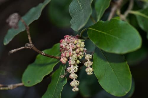 Lindheimer's silktassel