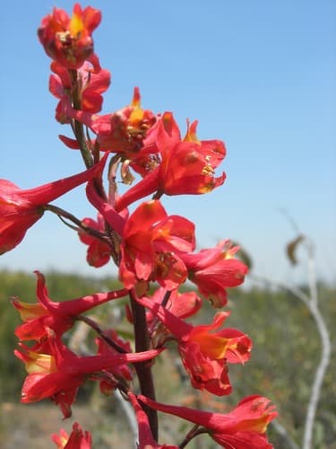 Scarlet Larkspur