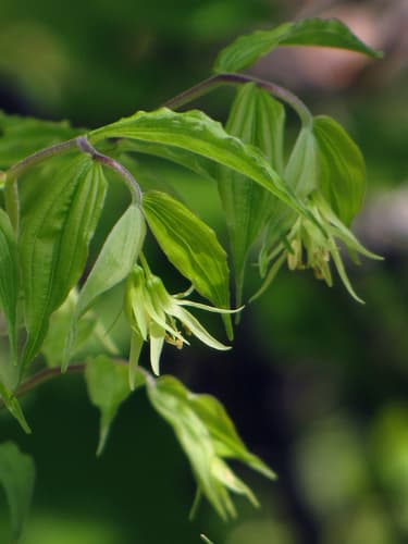 Yellow Fairybells Bonsai