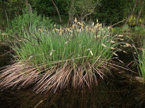 Tufted-sedge