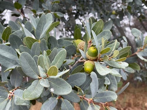 Engelmann Oak Branch (Not a Bonsai)