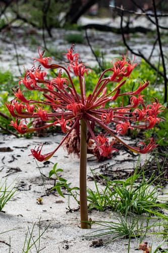 Candelabra Lily