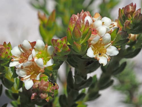 Opposite Bitterbuchu