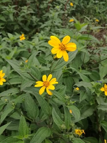 Aldama dentata (Wild Plant, Not a Bonsai)