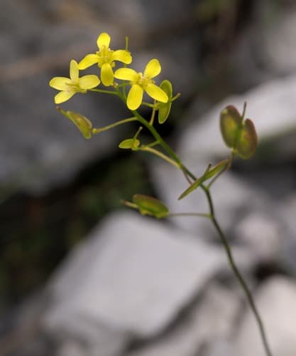 Common Buckler-mustard Bonsai