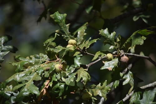 Overcup Oak Bonsai (Hypothetical)