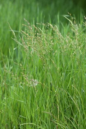 Meadow Fescue