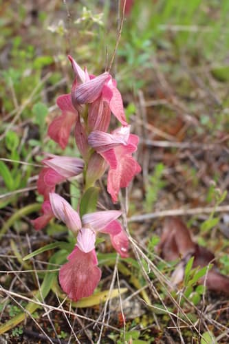 Scarce Tongue-orchid