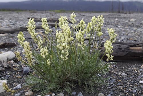 Field Locoweed Bonsai