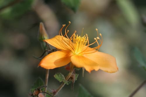 Streambank Stickleaf (Image is not a Bonsai)