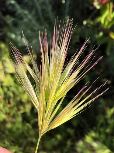 Red Brome