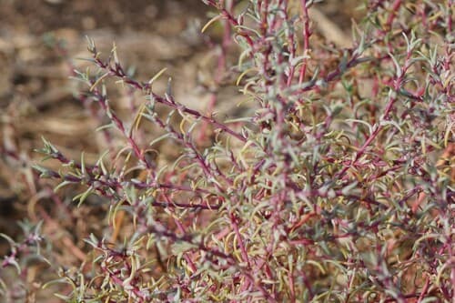 Fleshy Russian Thistle