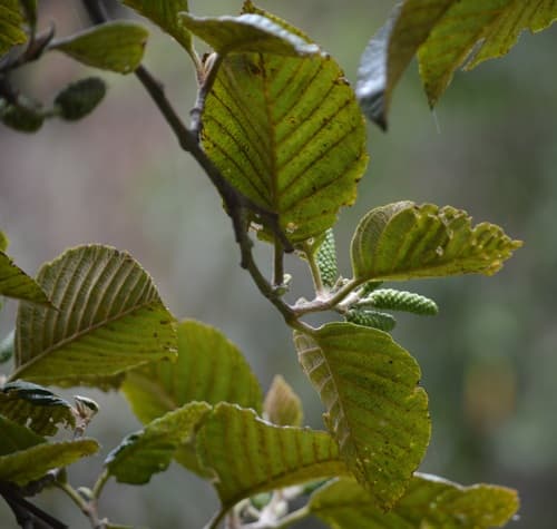 Andean Alder Bonsai