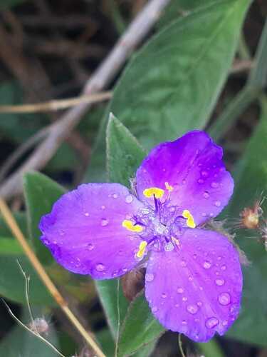 Leatherleaf Spiderwort