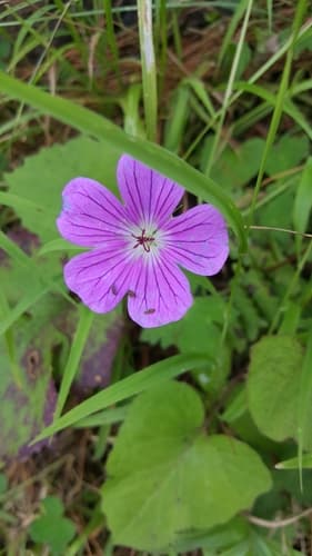 Purple-vein geranium