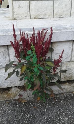 Red Amaranth