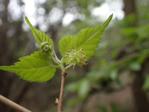 Texas Mulberry