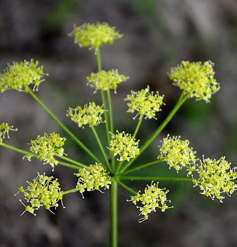Siberian Hogweed Bonsai