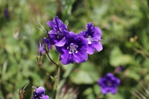Parry's Phacelia