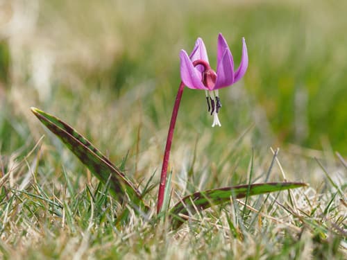Dog's-tooth-violet