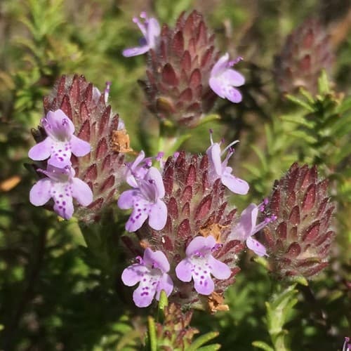 Florida Pennyroyal
