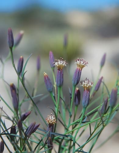 Odora Plant Specimen