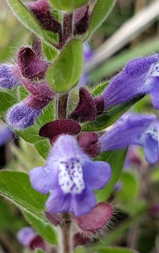 Drummond's skullcap