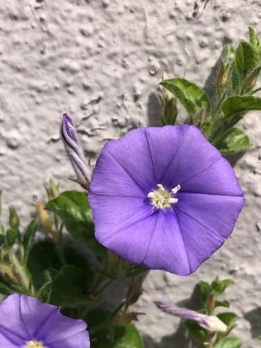 Blue Rock Bindweed Bonsai