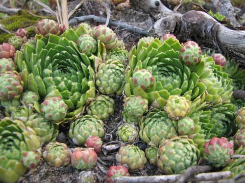 Rolling Hen-and-chicks