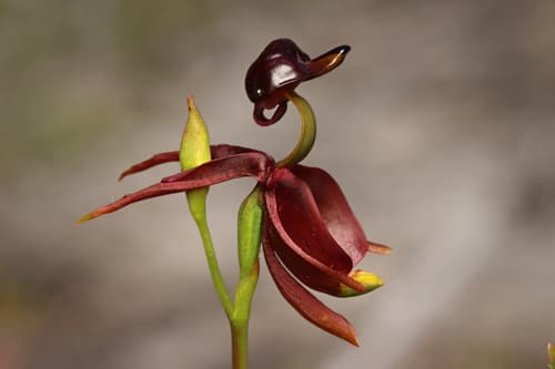 Large Flying Duck Orchid