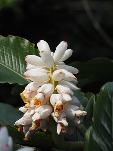 Alpinia uraiensis