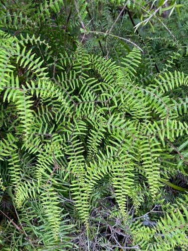 Scrambling Coral-Fern (Not a Bonsai Specimen)
