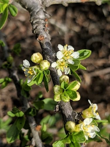 Desert Almond Bonsai