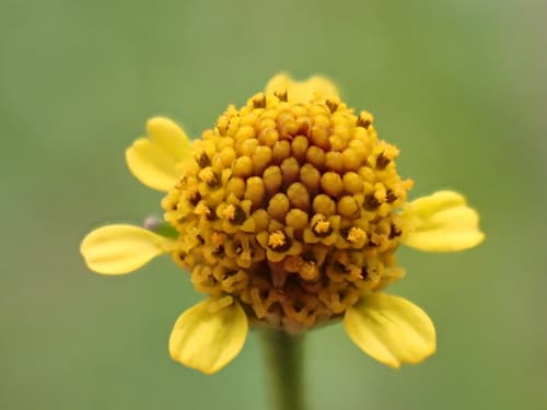 Marsh Para Cress Flower