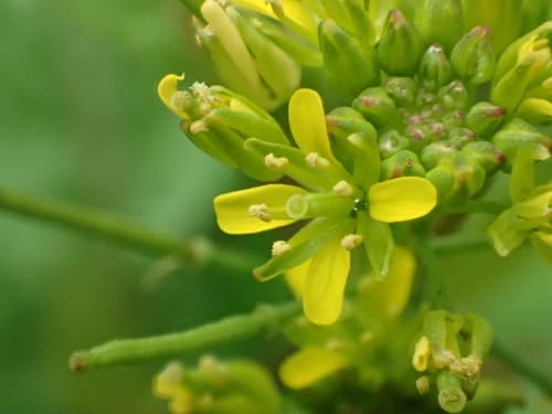 Diverse-leaf Yellowcress