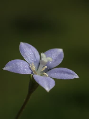 Southern Rockbell (Image is not a Bonsai)