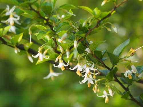 Taiwanese Snowbell Bonsai