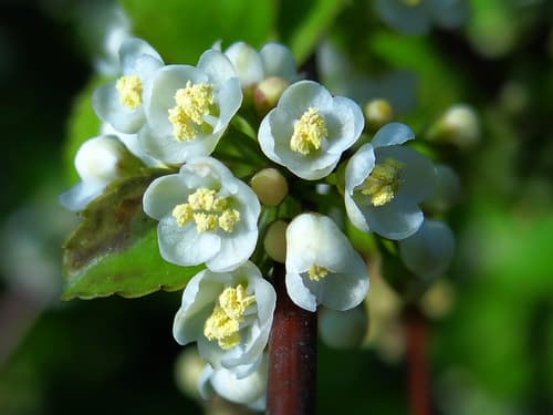 Rough-leaved Holly Bonsai