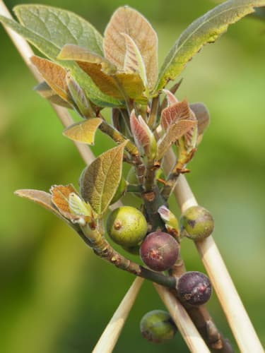 Japanese fig
