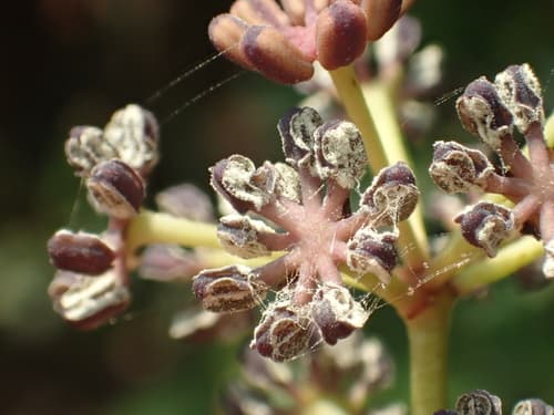 Daphniphyllum oldhamii