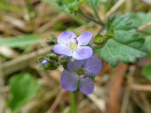 Australian Speedwell Bonsai