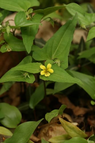 Halberd-leaved violet