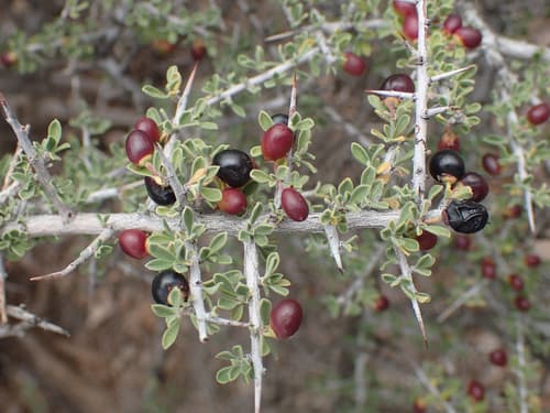 Warnock Condalia Bonsai (Hypothetical)