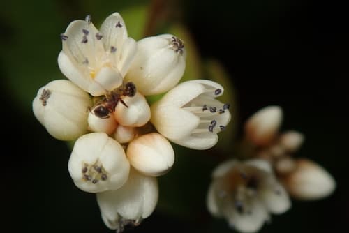 China Knotweed Bonsai
