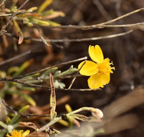 Whitestem Paperflower