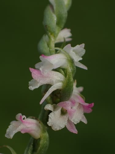 Chinese Spiranthes