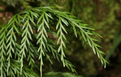 Drooping Spleenwort Bonsai
