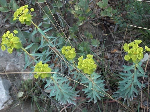 Nice Spurge