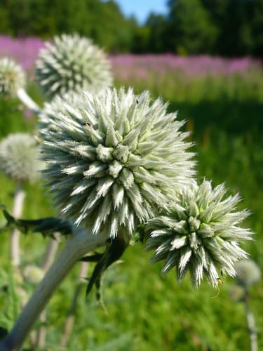 Glandular Globe-thistle